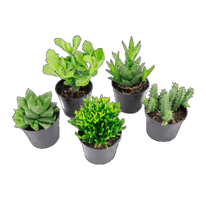 PLANTA SUCOLENTAS P06 PLANTA SUCOLENTAS P06