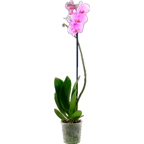 FLOR PHALAENOPSIS MIX P12