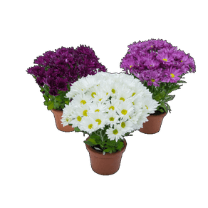 FLOR CRISANTEMO MINI P13 FLOR CRISANTEMO MINI P13