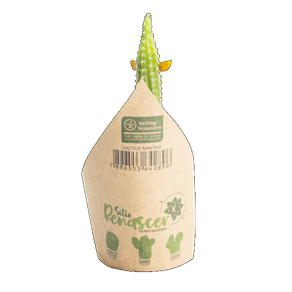 PLANTA CACTUS MINI P06 PLANTA CACTUS MINI P06