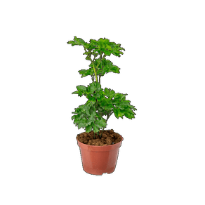 PLANTA ARVORE DA FELICIDADE P11