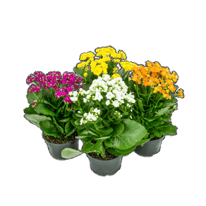 FLOR KALANCHOE DOBRADO P15 FLOR KALANCHOE DOBRADO P15