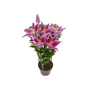 FLOR LÍRIO AFTER EIGHT P16 FLOR LÍRIO AFTER EIGHT P16