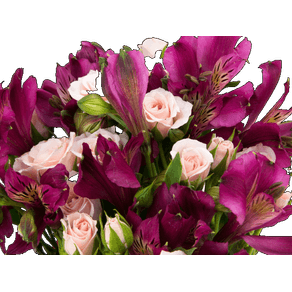 FLOR MACO ALSTROMERIA VARIADO FLOR MACO ALSTROMERIA VARIADO