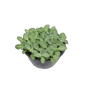 PLANTA FITONIA FOLHA FINA C13