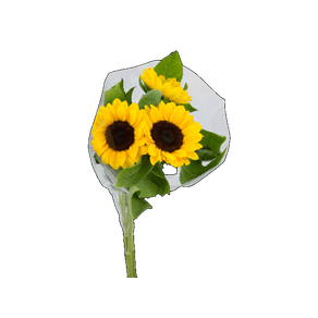 FLOR MACO GIRASSOL 050 CM MIN 3 HT