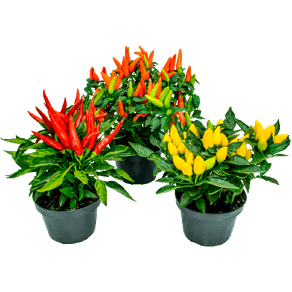 PLANTA PIMENTA ORNAMENTAL P06 PLANTA PIMENTA ORNAMENTAL P06