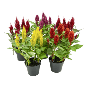 FLOR CELOSIA VARIADO P15