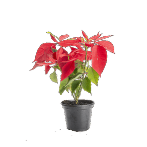 FLOR POINSETIA P14 VERMELHA