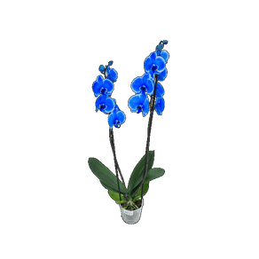 FLOR PHALAENOPSIS P12 TINGIDA AZUL 2 HT