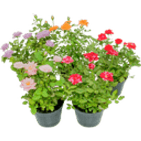 FLOR ROSEIRA MINI P13