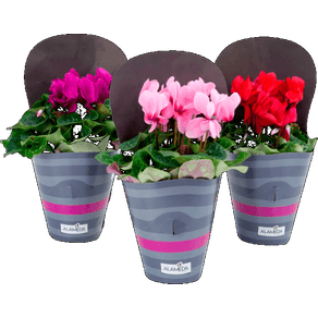 FLOR CYCLAMEN P14