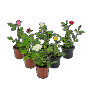 FLOR ROSEIRA MINI P06 FLOR ROSEIRA MINI P06