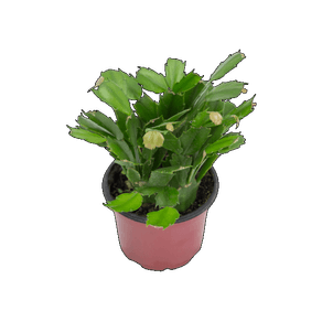 FLOR DE MAIO P11 FLOR DE MAIO P11