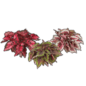 FLOR BEGONIA BELEAF P15