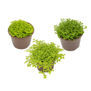 PLANTA MUSGO VARIADO C13