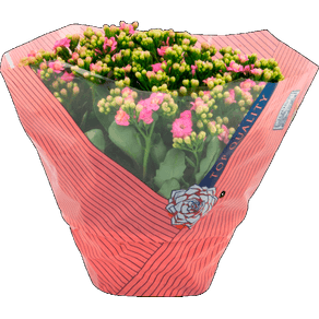 FLOR KALANCHOE DOBRADO C21