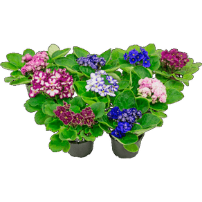 FLOR VIOLETA DOBRADA P11 FLOR VIOLETA DOBRADA P11