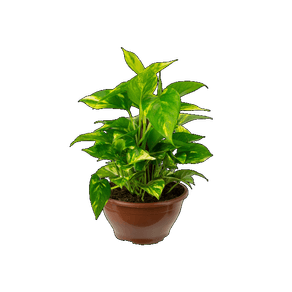 PLANTA JIBOIA VERDE C21