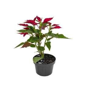 FLOR POINSETIA P11 VERMELHA