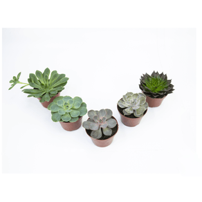 PLANTA ECHEVERIA MINI P11