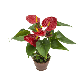 FLOR ANTHURIUM RED SUCCESS P12