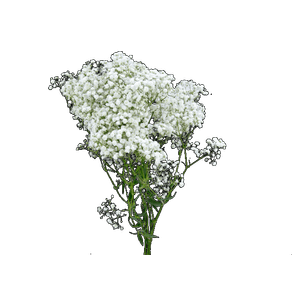 FLOR MACO GYPSOPHILA