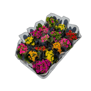 FLOR KALANCHOE DOBRADO MINI P06 FLOR KALANCHOE DOBRADO MINI P06