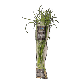 CEBOLINHA HIDROPÔNICA DEVILE CEBOLINHA HIDROPÔNICA DEVILE