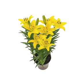 FLOR LIRIO TINY BEE P15