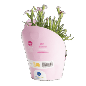 FLOR DIANTHUS PINK KISSES P11 FLOR DIANTHUS PINK KISSES P11