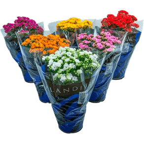 FLOR KALANCHOE DOBRADO P11 FLOR KALANCHOE DOBRADO P11