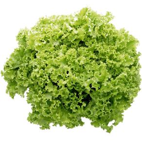 ALFACEUNCRESPA ALFACEUNCRESPA