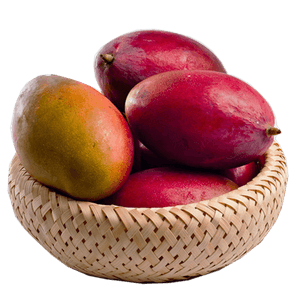 MANGAKGPALMER MANGAKGPALMER