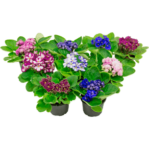 FLORVIOLETAP FLORVIOLETAP