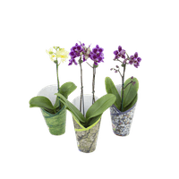 FLORPHALAENOPSISMINIP09