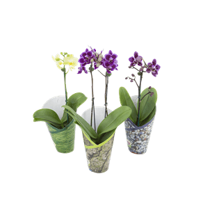 FLORPHALAENOPSISMINIP09 FLORPHALAENOPSISMINIP09