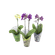 FLORPHALAENOPSISMINIP09