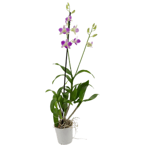 FLORDENPHALAENP13 FLORDENPHALAENP13