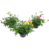 FLOR-ROSEIRA-MINI-P11