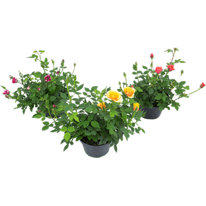 FLOR-ROSEIRA-MINI-P11