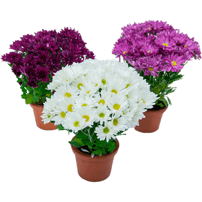 FLOR-CRISANTEMO-MINI-P11.jpg FLOR-CRISANTEMO-MINI-P11.jpg