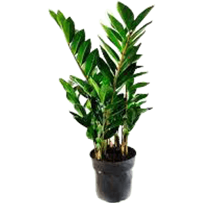 PLANTA-ZAMIOCULCAS-P17.jpg PLANTA-ZAMIOCULCAS-P17.jpg