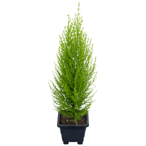 PLANTA-TUIA-HOLANDESA-P09.jpg PLANTA-TUIA-HOLANDESA-P09.jpg