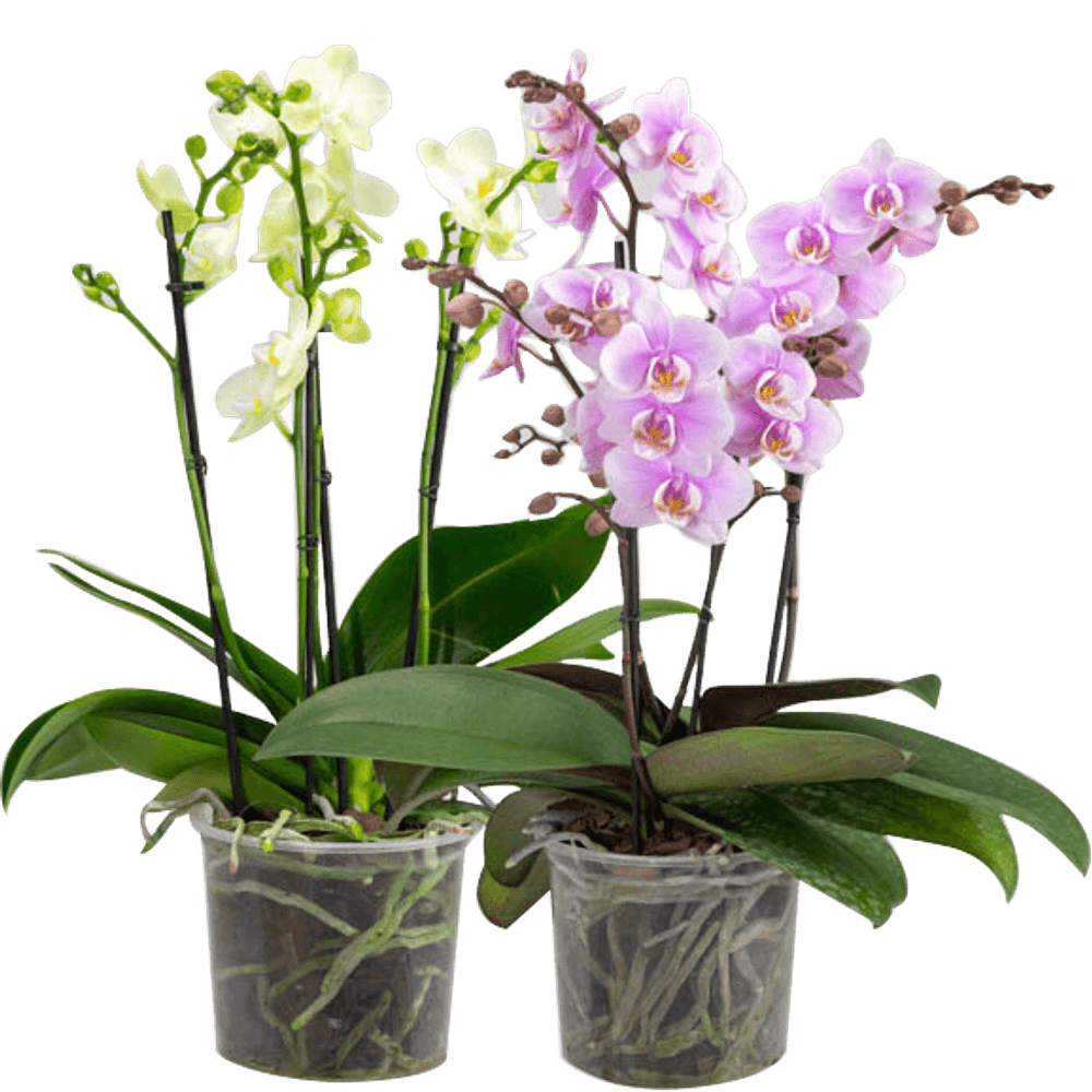 FLOR MULTIFLORA P12 HT - supermercadosimperatriz