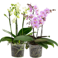FLOR-MULTIFLORA-P12-HT.jpg