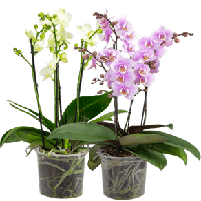 FLOR-MULTIFLORA-P12-HT.jpg