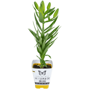 FLOR-LIRIO-VARIADO-P12-QUADRADO.jpg FLOR-LIRIO-VARIADO-P12-QUADRADO.jpg