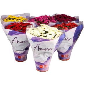 FLOR-CRISANTEMO-BOLA-BELGA-P11 FLOR-CRISANTEMO-BOLA-BELGA-P11