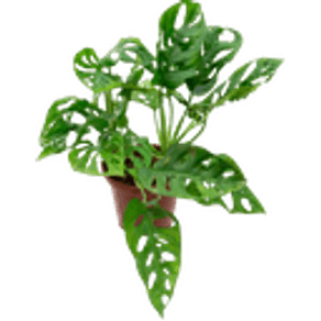 PLANTA-MONSTERA-OBLIQUA-ADANSONII-P06